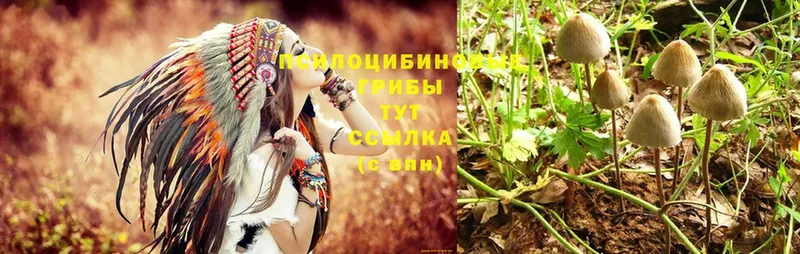 закладка  Западная Двина  OMG онион  Галлюциногенные грибы Psilocybe 